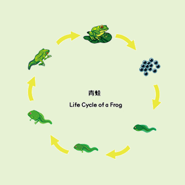 生命周期主题